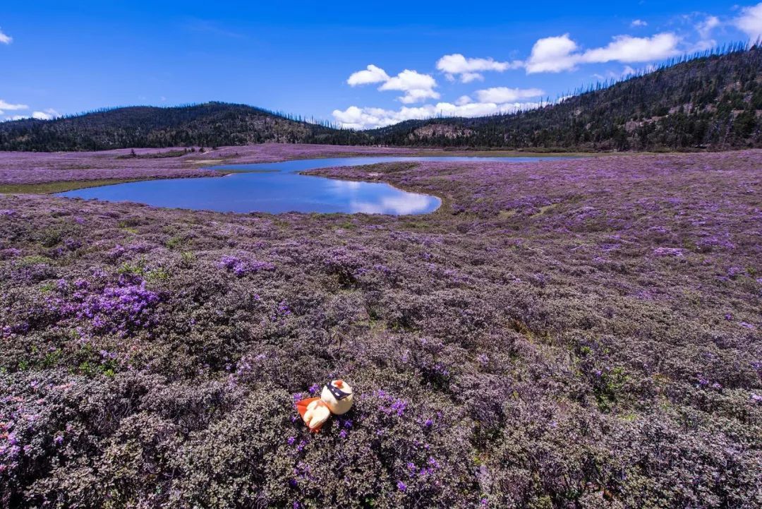 足球赌注软件APP