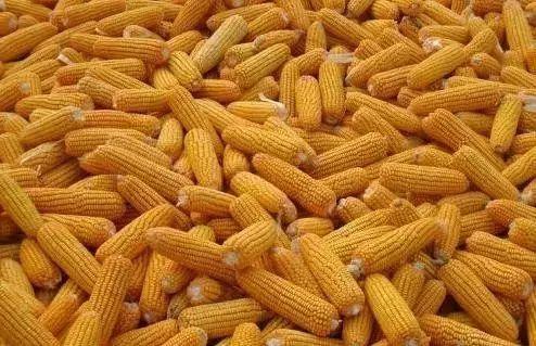 十大足球赌注软件排行榜